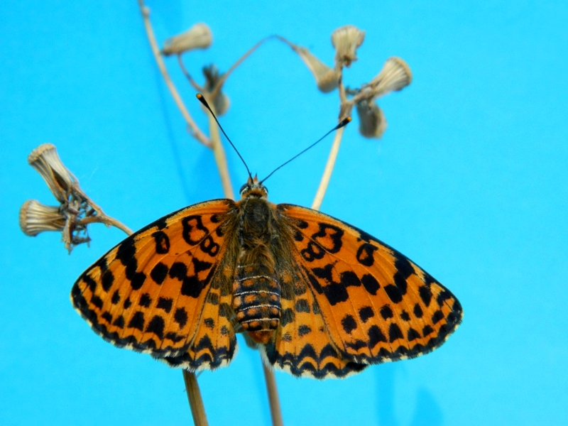 Una nuova Melitaea didyma